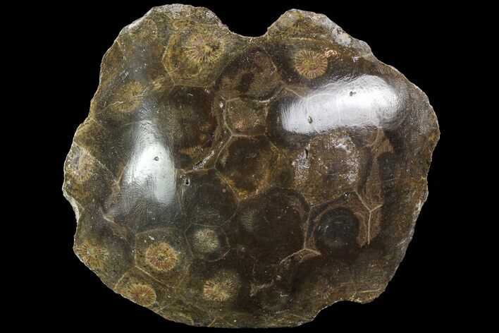 Polished Fossil Coral (Actinocyathus) - Morocco #84967